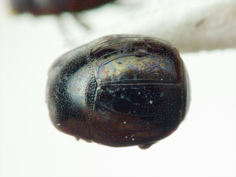 Histeridae Gyllenhal, 1808